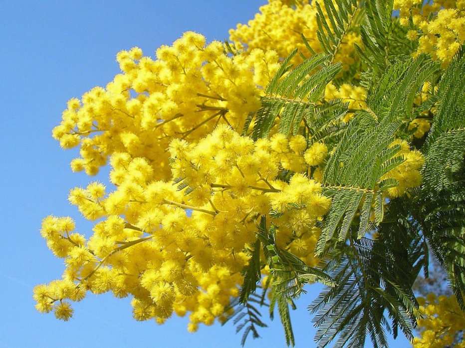 PROMO MARZO FESTA DELLA DONNA